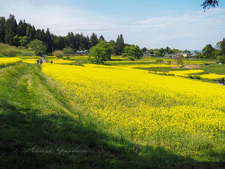 遠くまで続く菜の花畑。奥へ進むほどに、景色が広がっていきます。