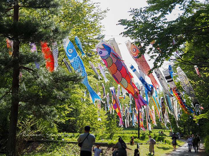 園内を彩る約200匹の鯉のぼりが、青空に舞う姿は圧巻。家族連れにも人気のスポットです。