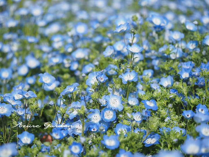 青い花が一面に広がるネモフィラ