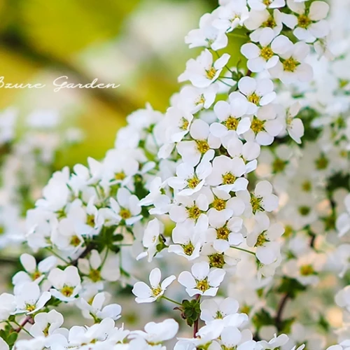 ユキヤナギ（雪柳）- Baby's Breath