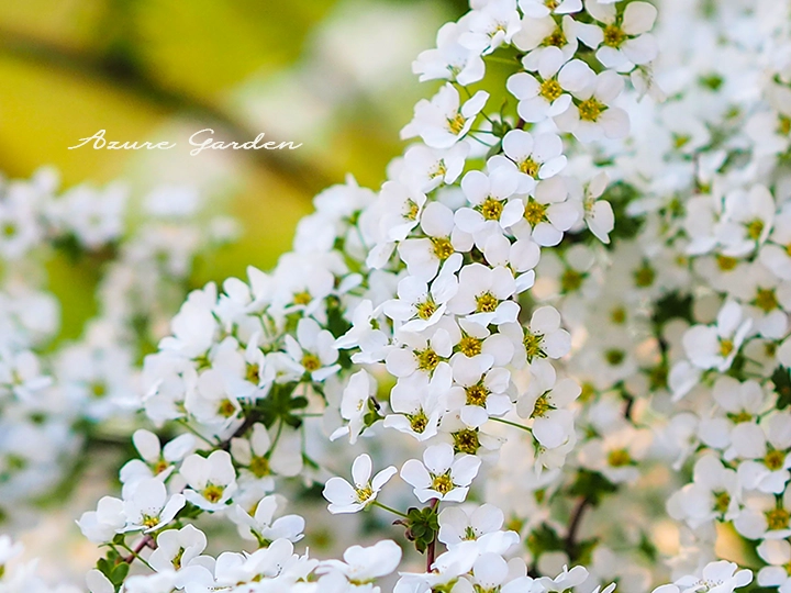 ユキヤナギ（雪柳）- Baby's Breath