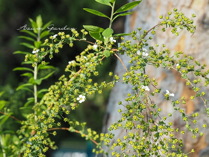 白い花と小さな緑色の実が並ぶユキヤナギの枝