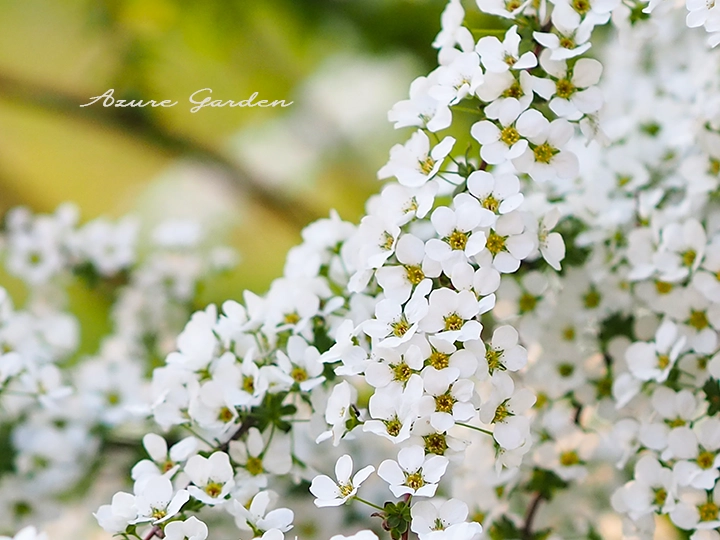 白い小花の生花　ユキヤナギ　momoです！ ユキヤナギ（雪柳）｜白い小花が枝いっぱいに咲く春の花 – Azure