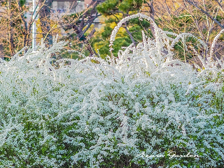 枝いっぱいに白い花が咲くユキヤナギ