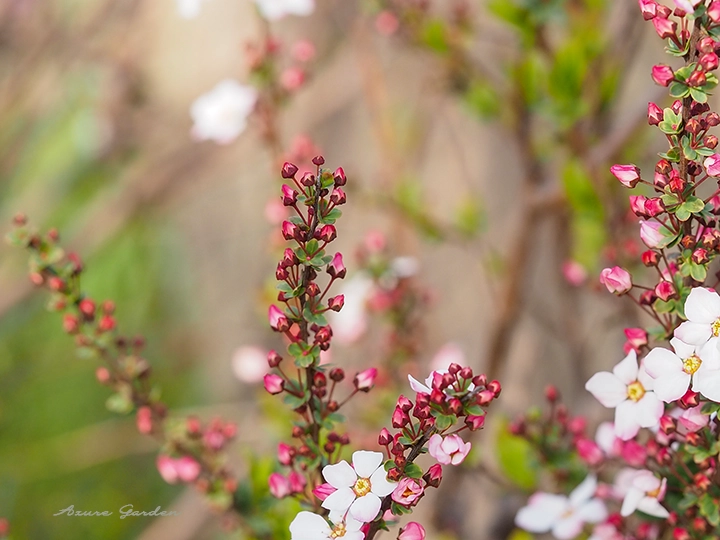 ユキヤナギ（雪柳）｜白い小花が枝いっぱいに咲く春の花 – Azure