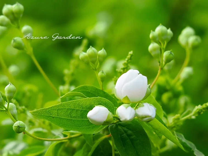 バイカウツギ（梅花空木）の蕾
