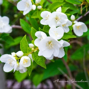 バイカウツギ（梅花空木）｜純白の花が美しい初夏の花