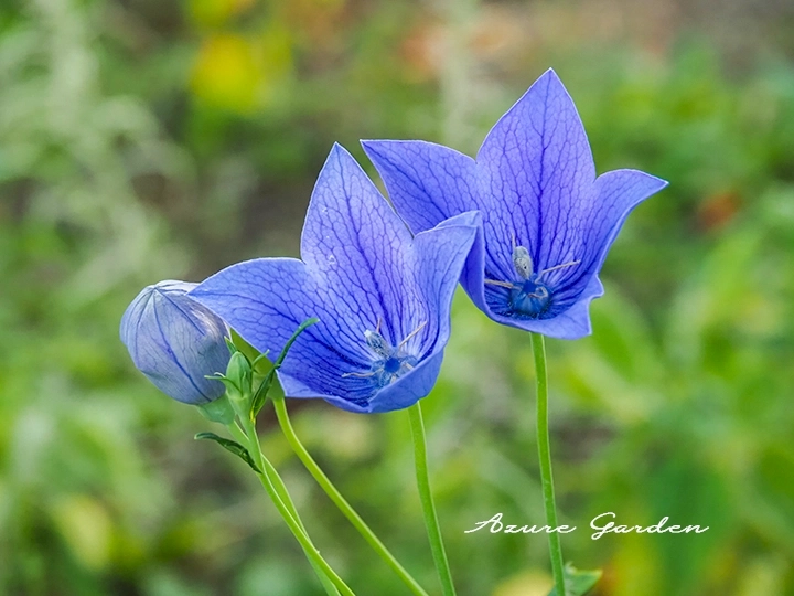 キキョウの蕾と花