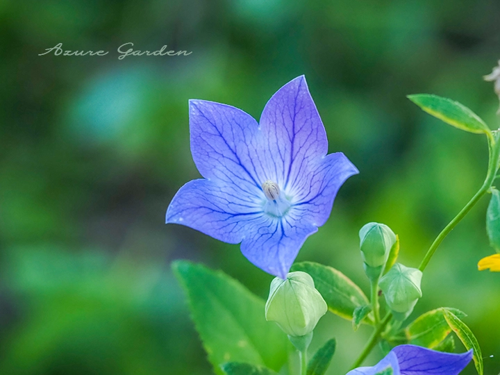 星形のキキョウの花