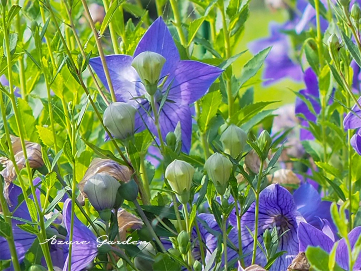 風船のように膨らんだキキョウの蕾