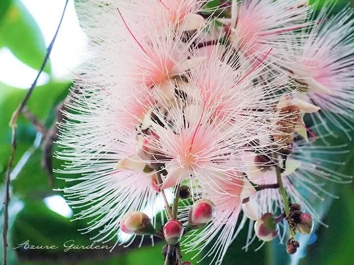 サガリバナ(barringtonia racemosa)