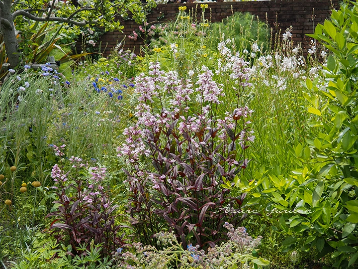 イングリッシュガーデンに見るペンステモンの植栽例