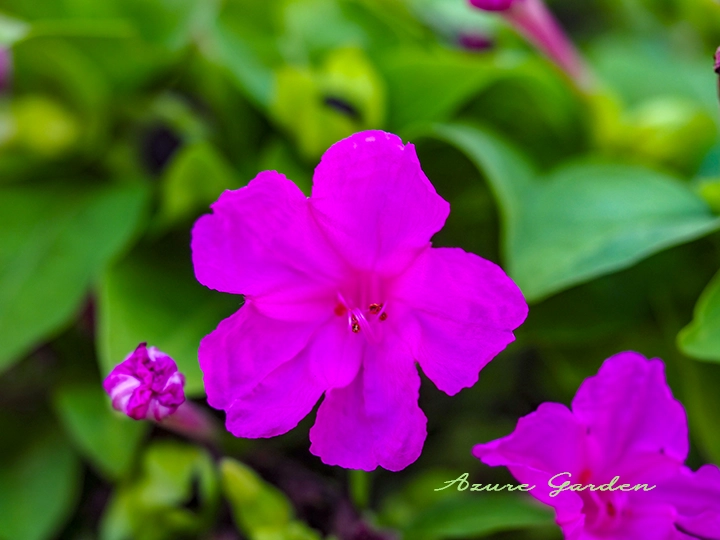 オシロイバナ（白粉花）