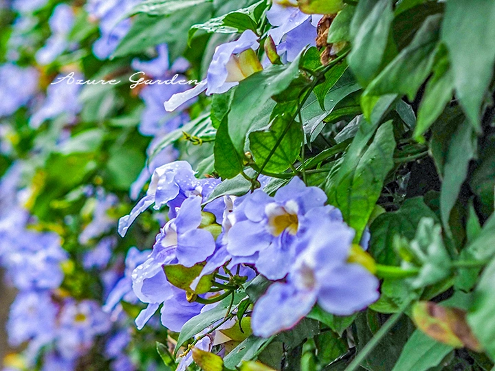 ベンガルヤハズカズラの青紫色の花