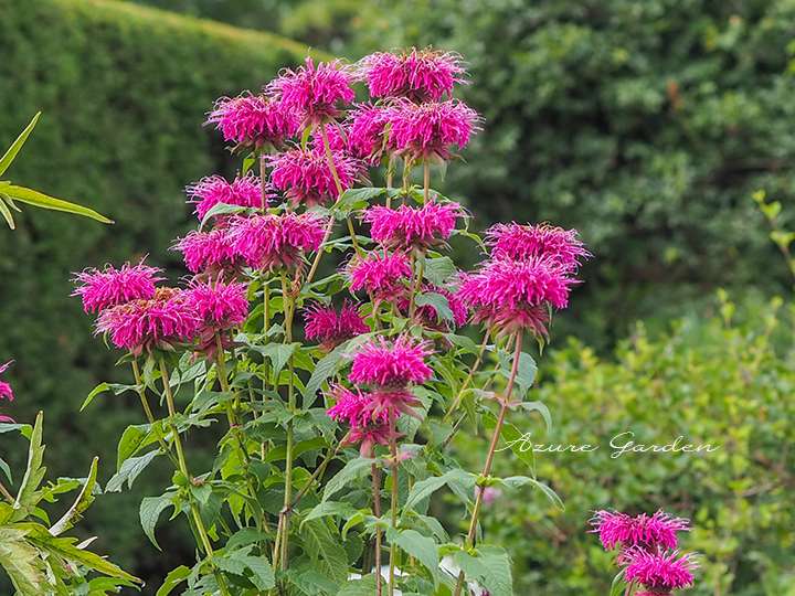 鮮やかなピンク色の花を咲かせるモナルダ
