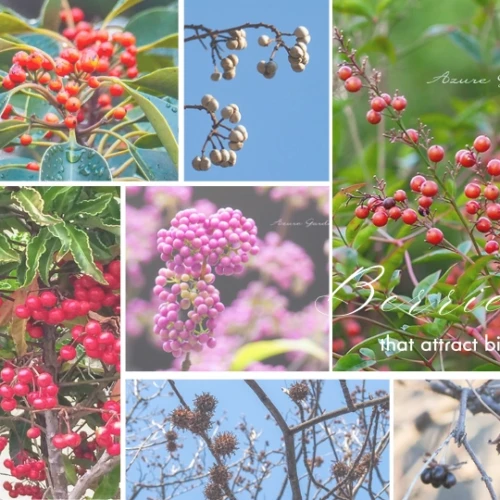 野鳥が好む木の実たち