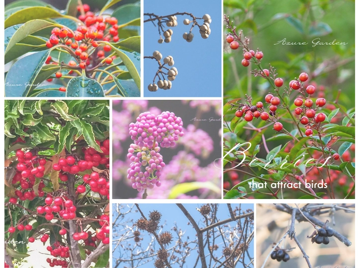 野鳥が好む木の実たち