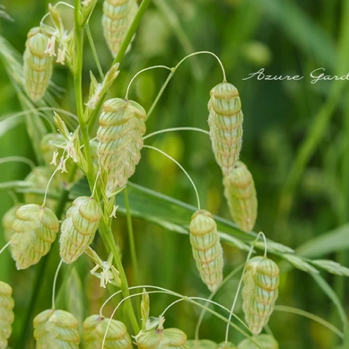 コバンソウ（小判草）