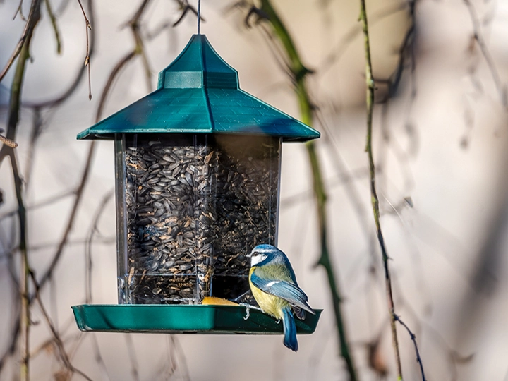 吊り下げ式のバードフィーダー