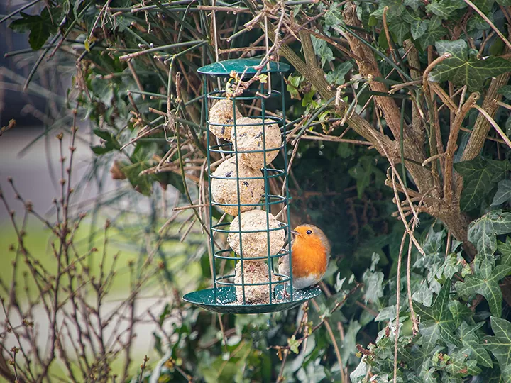 吊り下げ式のバードフィーダー