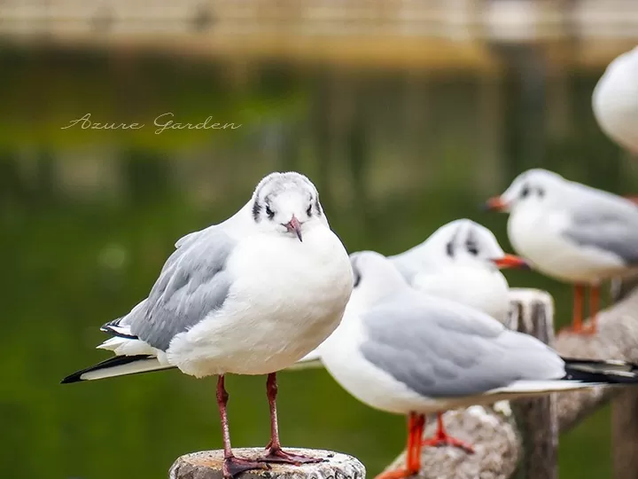 ユリカモメ（black-headed gull）