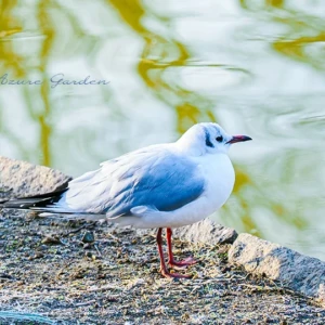 とにかく“頭”に注目！冬の渡り鳥、ユリカモメの魅力