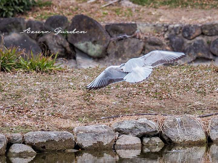 ユリカモメ