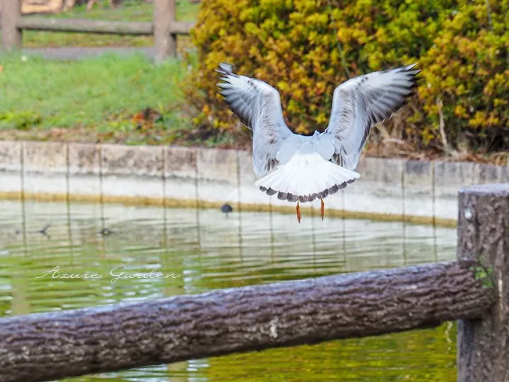 ユリカモメ（Black-headed gull）