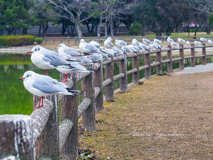 ユリカモメ（Black-headedgull）