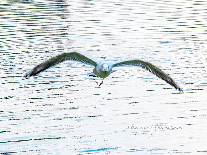 ユリカモメ（black-headedgull）