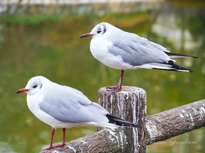 ユリカモメ（black-headed gull）