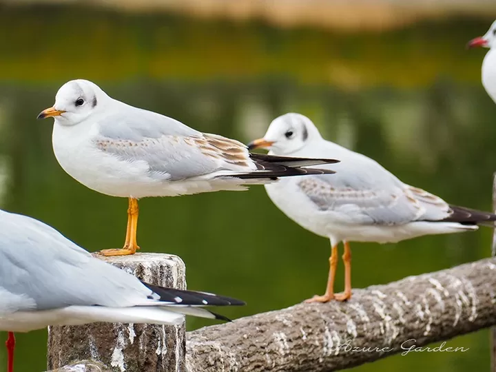 ユリカモメ（black-headed gull）