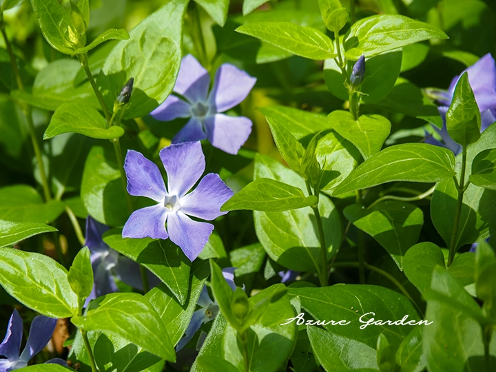 ツルニチニチソウの花