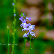 マツバウンラン（松葉海蘭）- Blue Toadflax