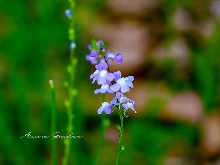 マツバウンラン（松葉海蘭）- Blue Toadflax