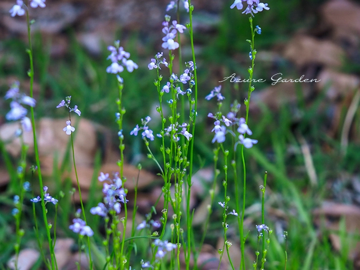マツバウンランの細い茎と薄紫色の花