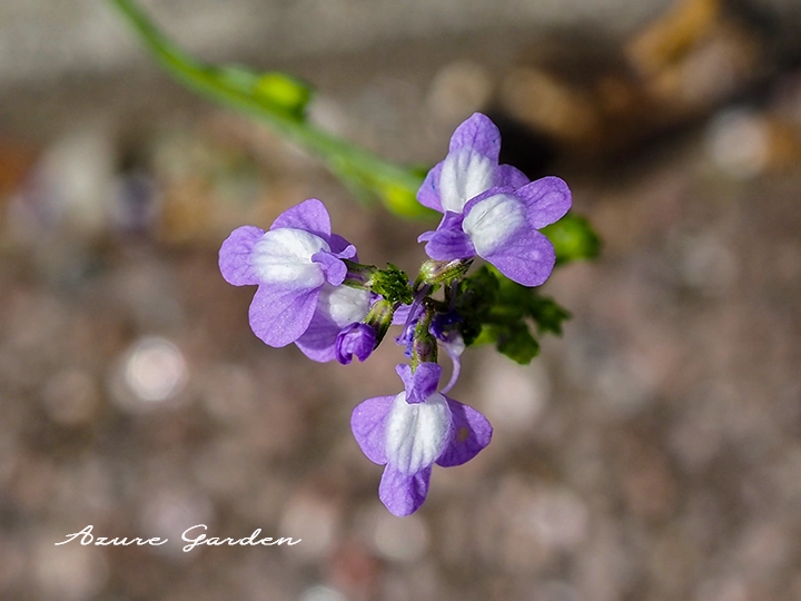 中心は白く唇形の花を咲かせるマツバウンラン