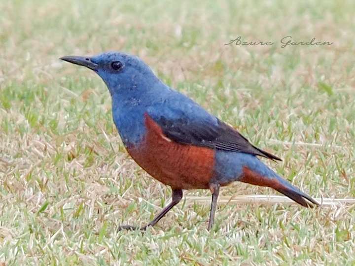 イソヒヨドリ（Blue rock thrush）