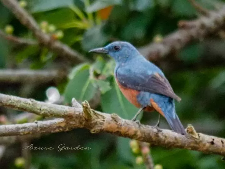 イソヒヨドリ（Blue rock thrush）