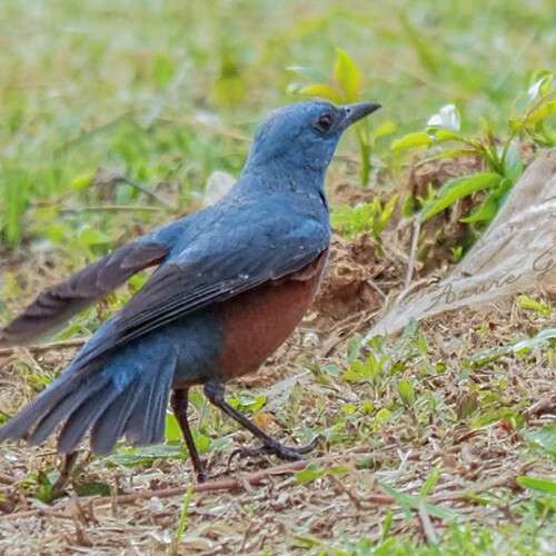 イソヒヨドリ（Blue rock thrush）