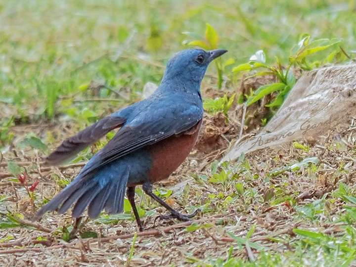 イソヒヨドリ（Blue rock thrush）