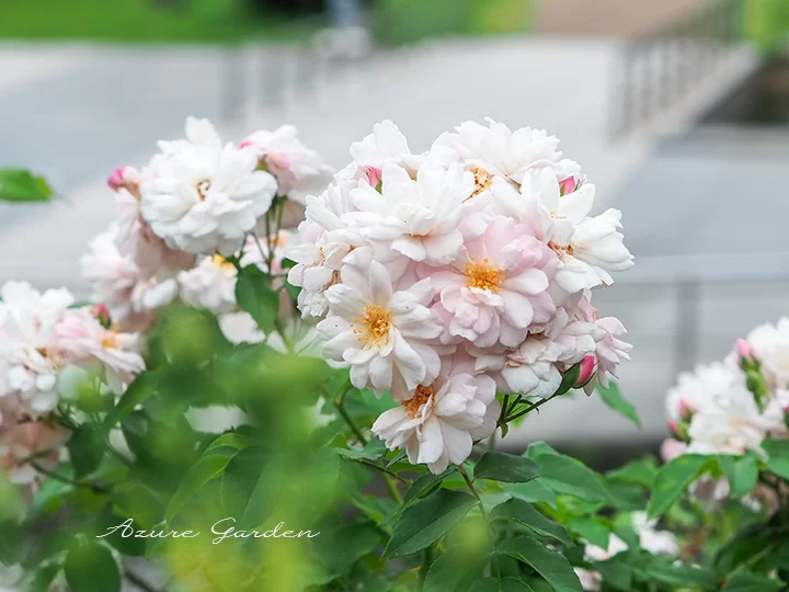 靱公園のブラッシュノワゼット