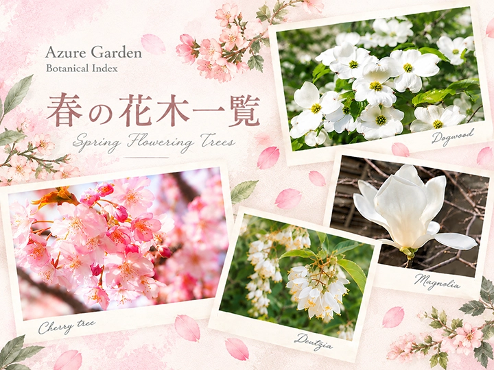 春の花木一覧