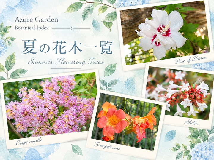 夏の花木一覧
