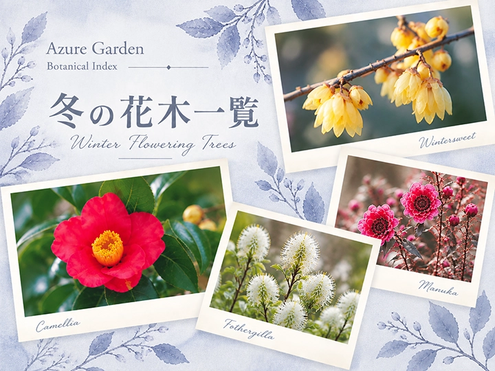 冬の花木一覧