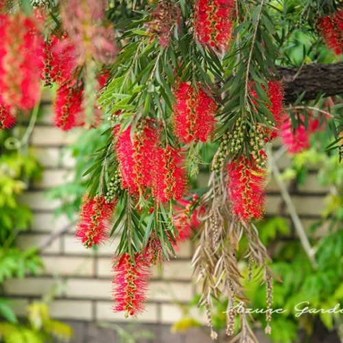 ブラシノキ - Bottlebrush tree