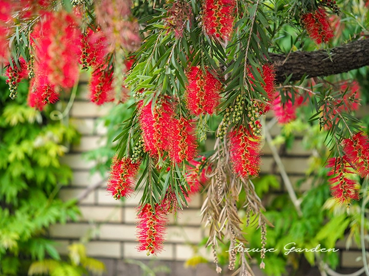 ブラシノキ - Bottlebrush tree