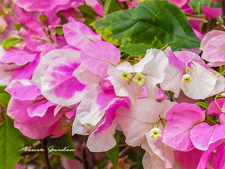 ブーゲンビリアの花