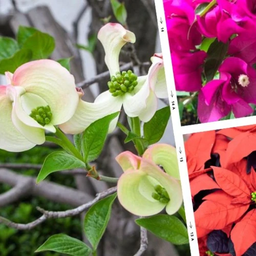 苞（ほう）が花びらのように見える花たち