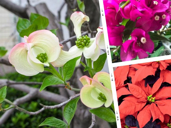苞（ほう）が花びらのように見える花たち